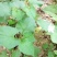 纯野生干鱼腥草统片