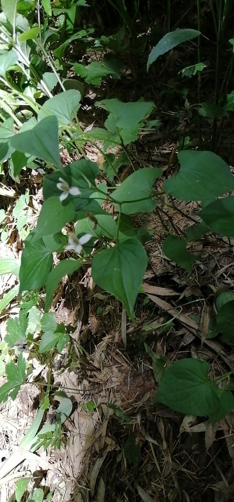 纯野生干鱼腥草统片