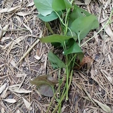 纯野生干鱼腥草统片