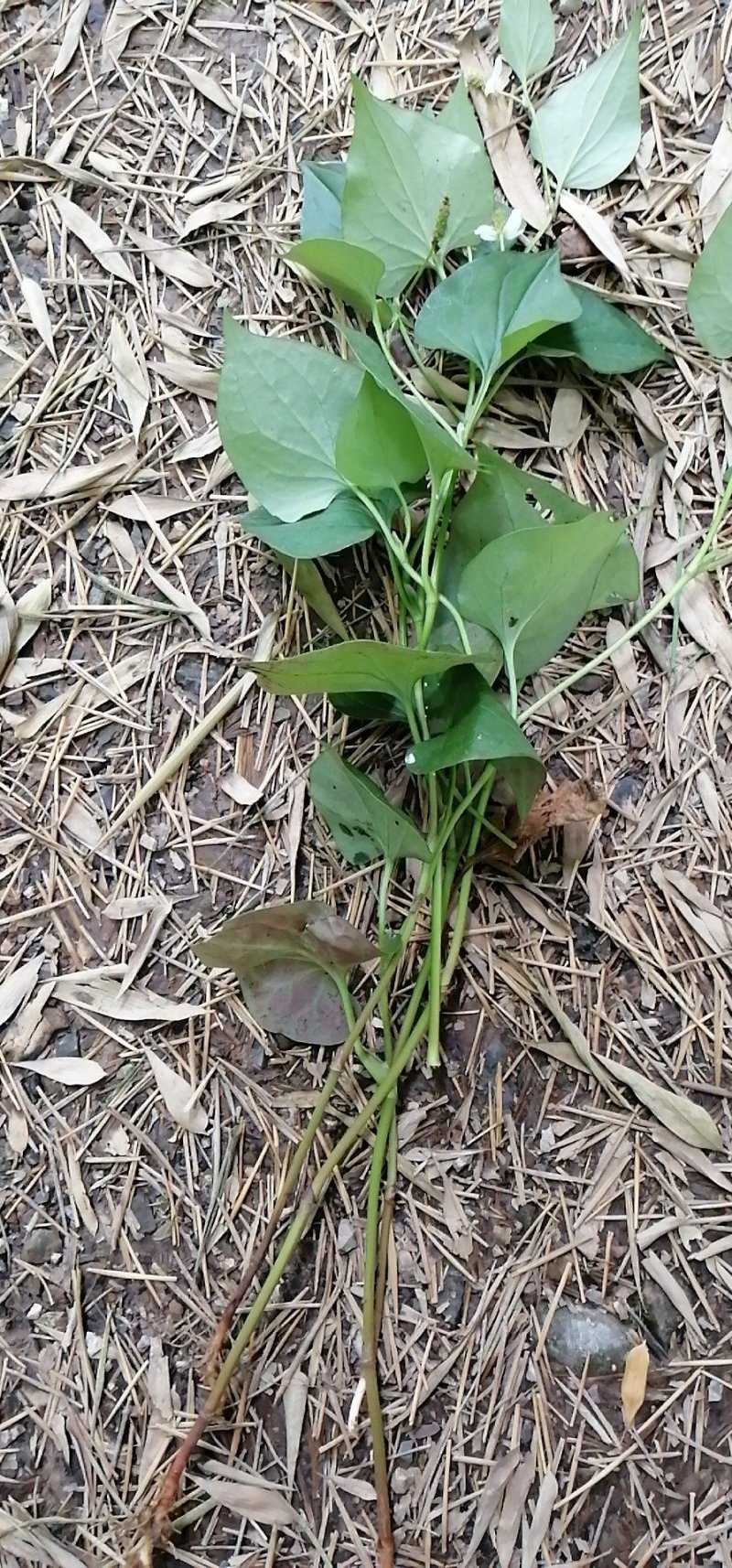 纯野生干鱼腥草统片