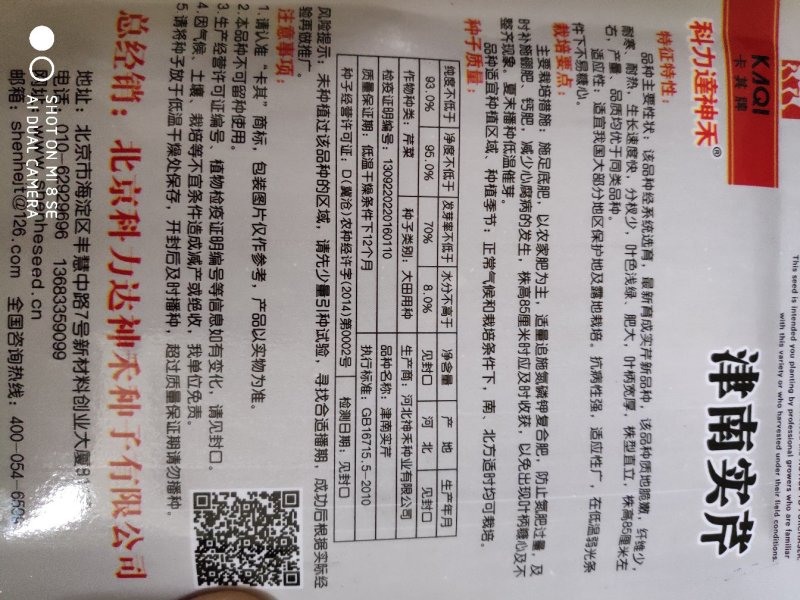 芹菜种子一津南实芹芹菜种子