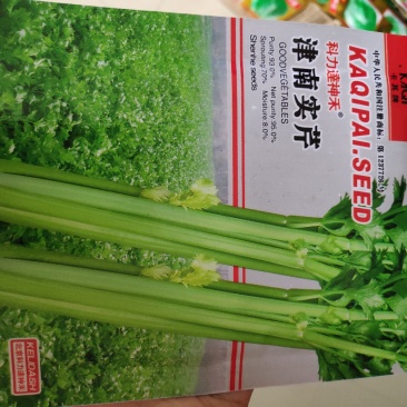 芹菜种子一津南实芹芹菜种子