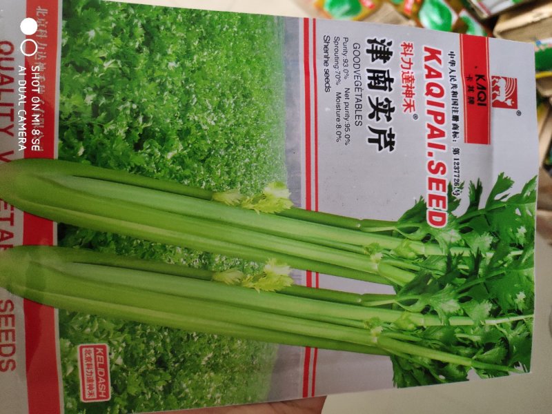 芹菜种子一津南实芹芹菜种子