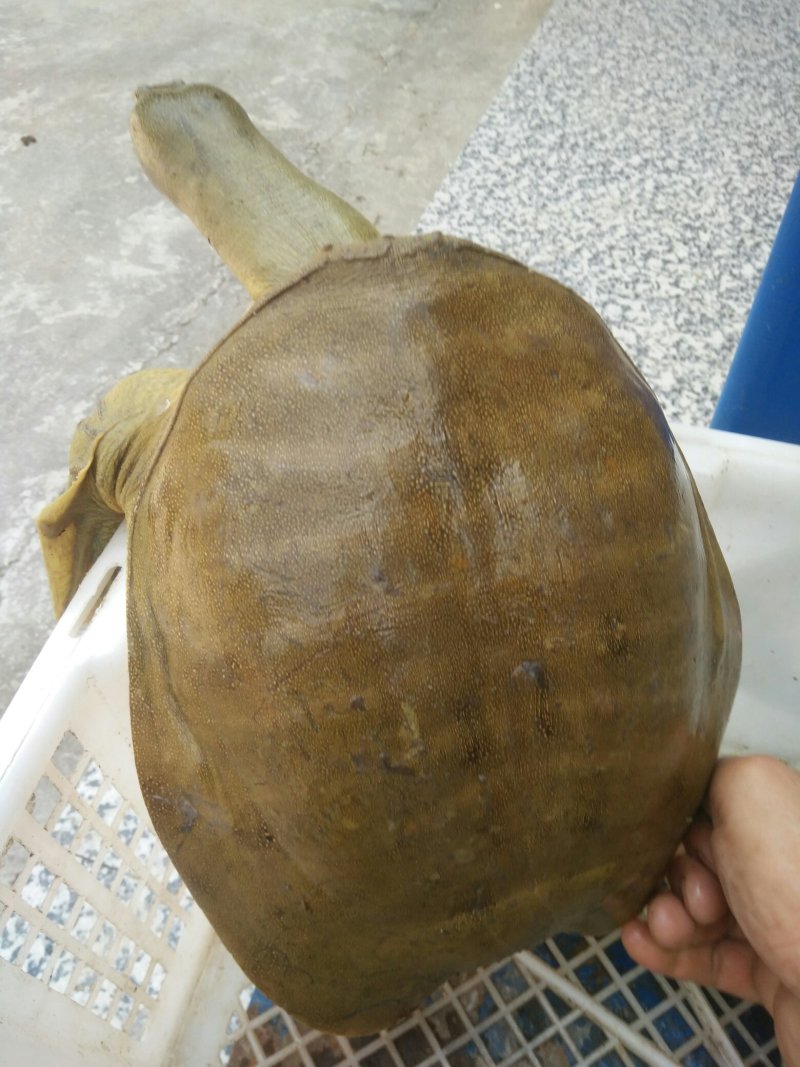 甲鱼，农村一手货源