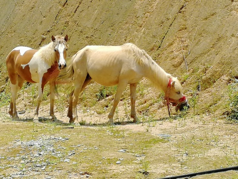 马🐴出售