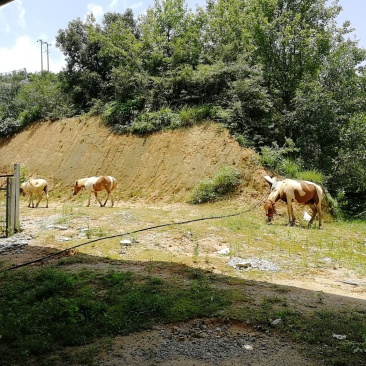马🐴出售
