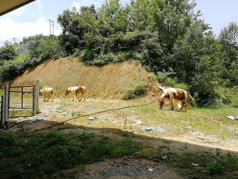 马🐴出售