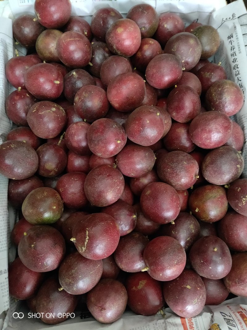 百香果
