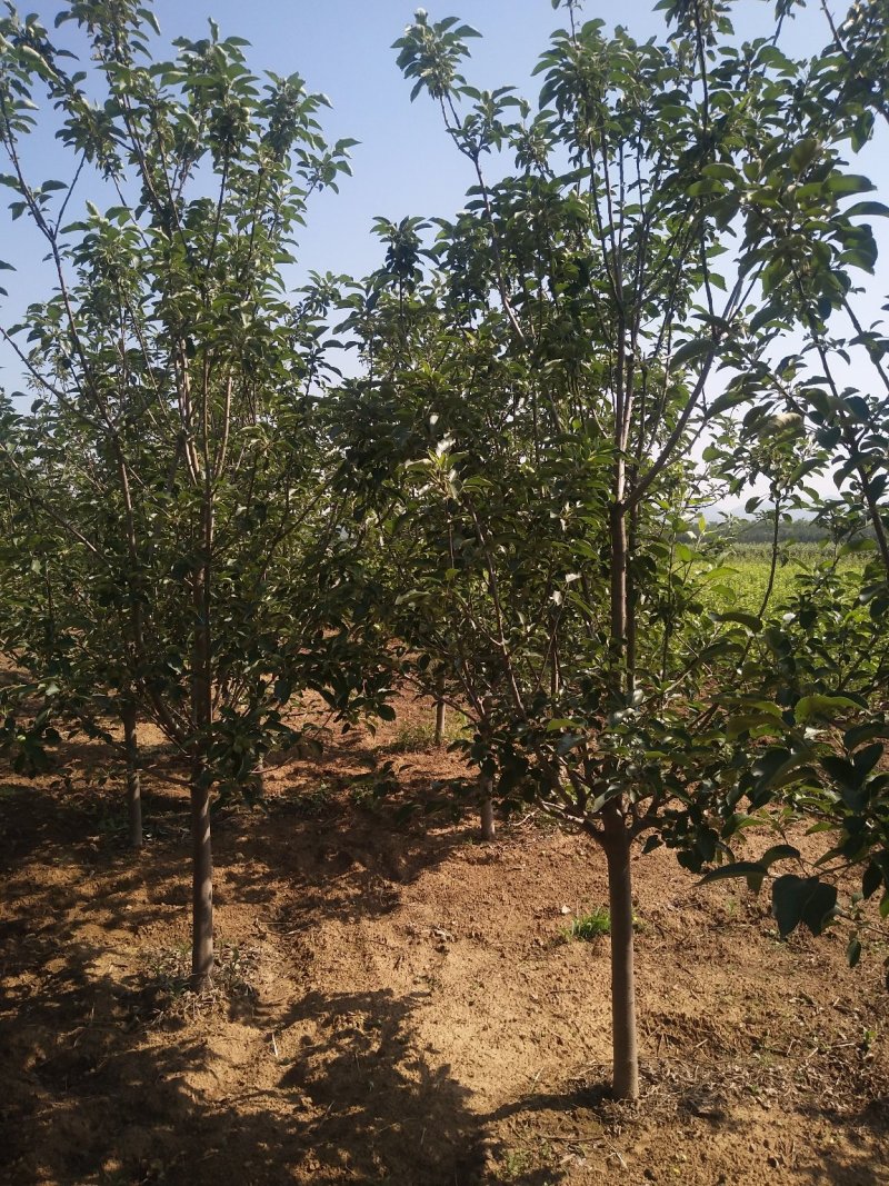 苹果树2-10公分，2-5公分量非常大，