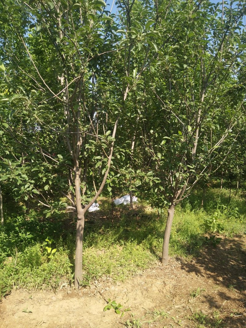 苹果树2-10公分，2-5公分量非常大，
