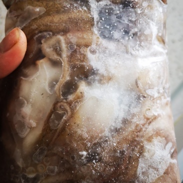 八爪鱼章鱼