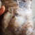 八爪鱼章鱼