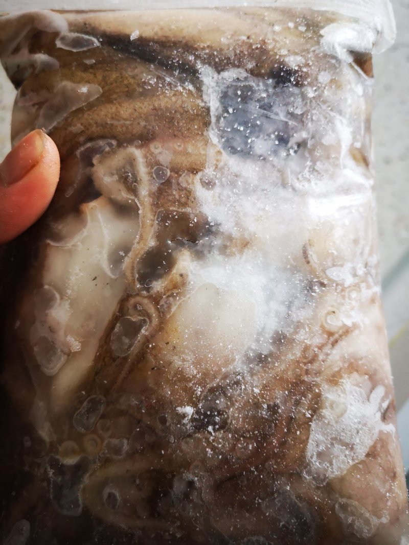 八爪鱼章鱼