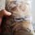 八爪鱼章鱼