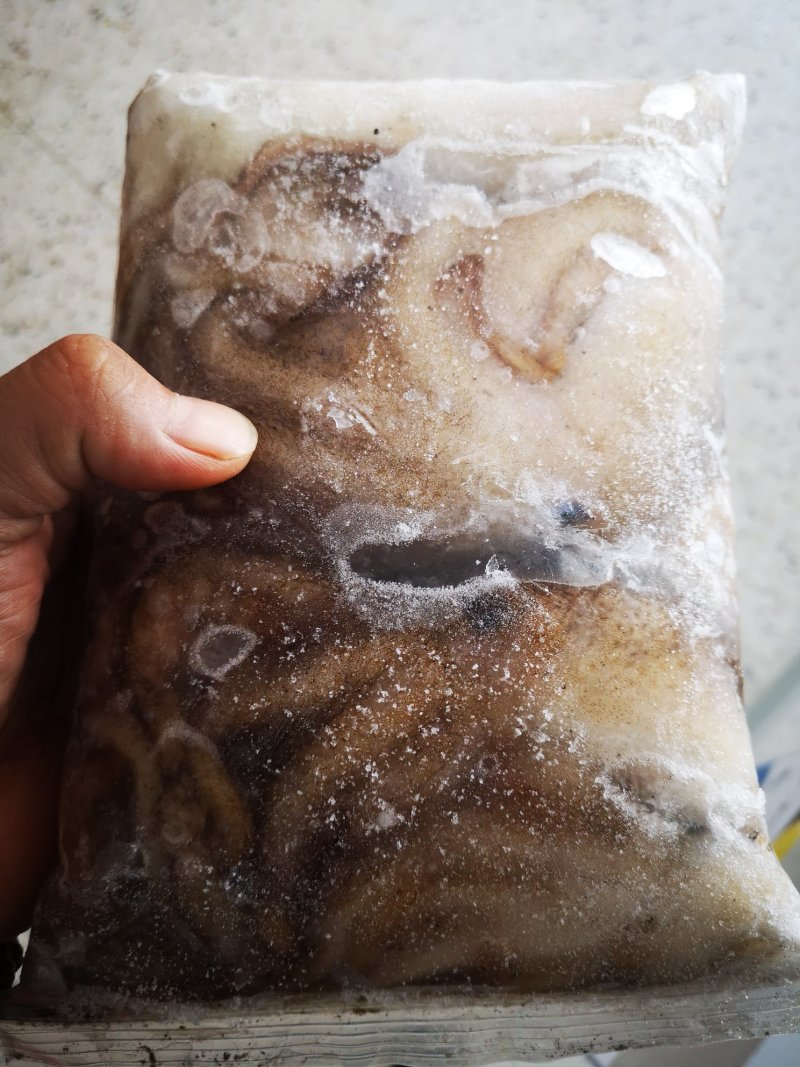 八爪鱼章鱼