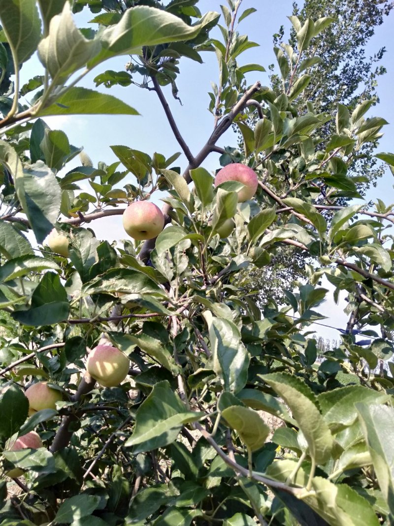 河南苹果自产自销k12苹果75mm以上纸袋
