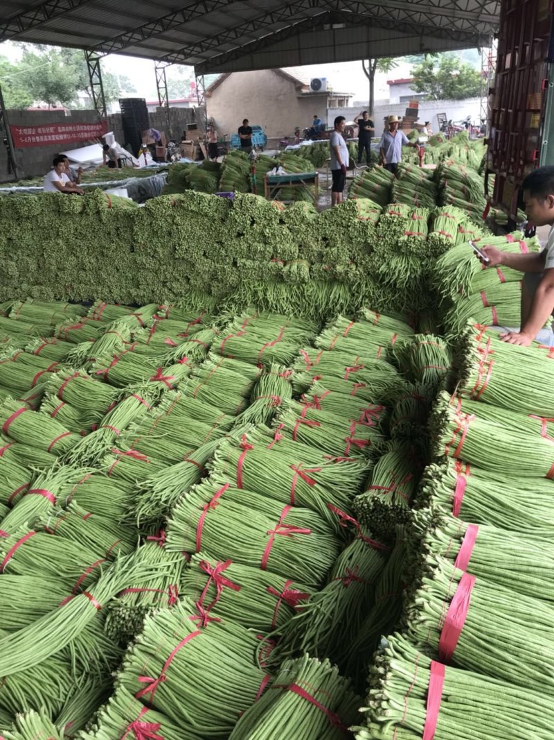 长豆角基地代办，豇豆，兰陵长豆角豇豆绿条豆角