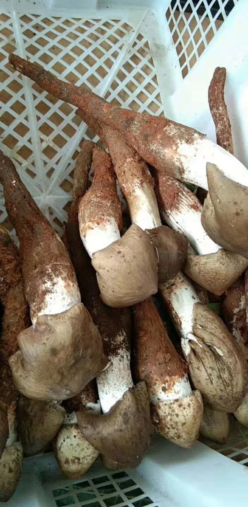 大凉山高档天然野生鸡枞菌，野生鸡枞菌，野生