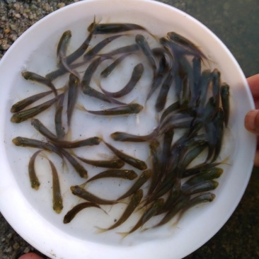 草鱼苗，大小规格匀称，无病无伤，饲料训化，涨势好