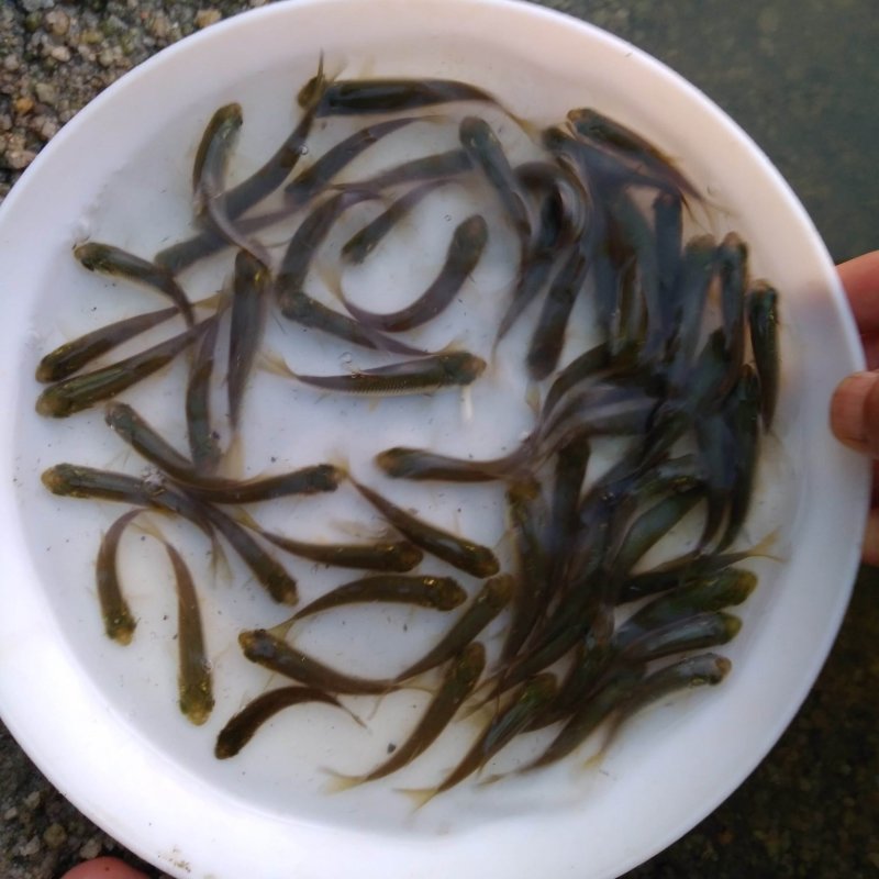 草鱼苗，大小规格匀称，无病无伤，饲料训化，涨势好