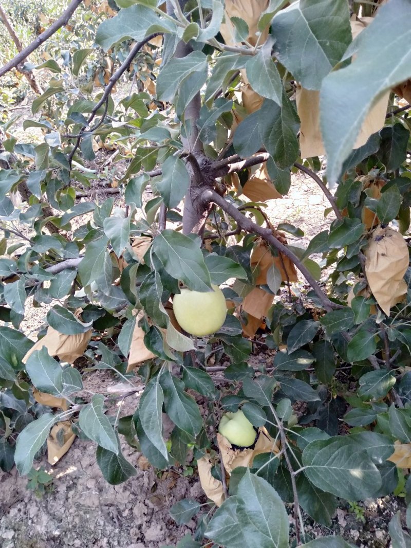 河南苹果自产自销华硕苹果7月8号大量上市脆甜
