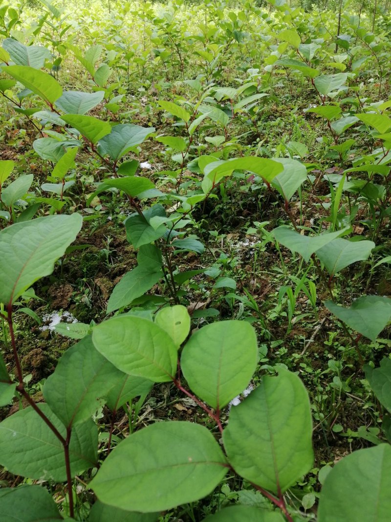 虎杖种苗出售产品包回收免费提供技术指导湖北道地药材
