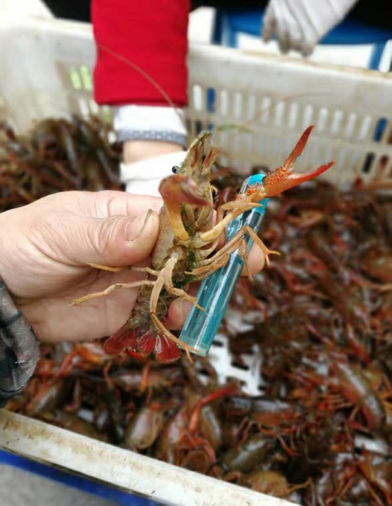 【鲜小龙虾尾】饭店烧烤油焖夜市直供