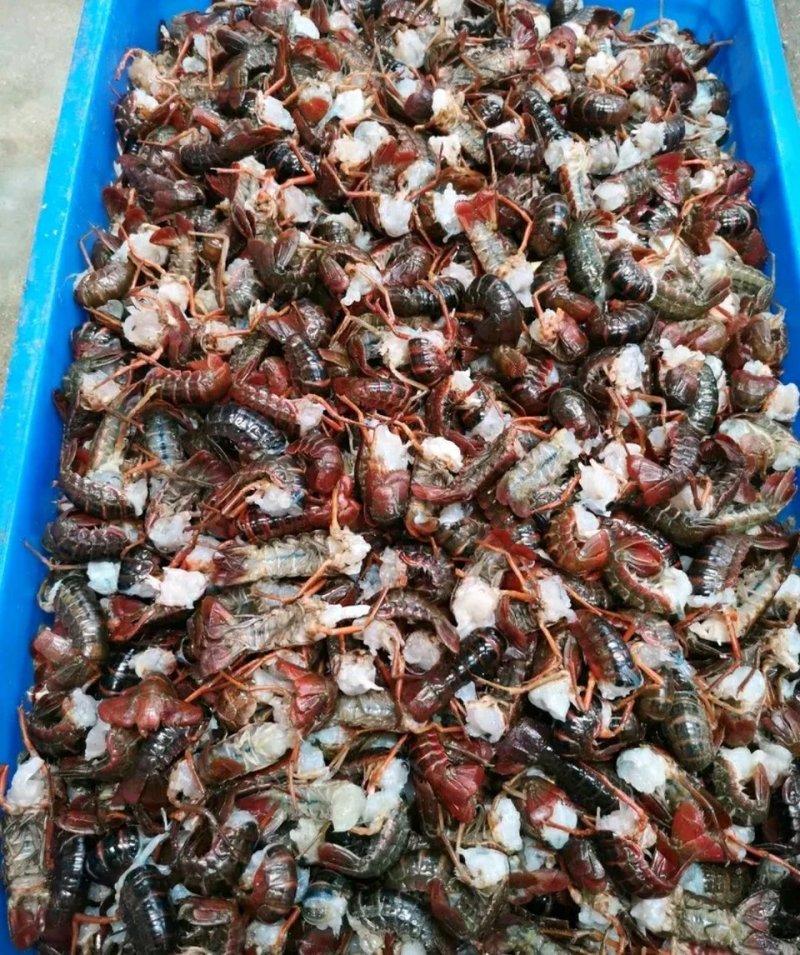 【鲜小龙虾尾】饭店烧烤油焖夜市直供