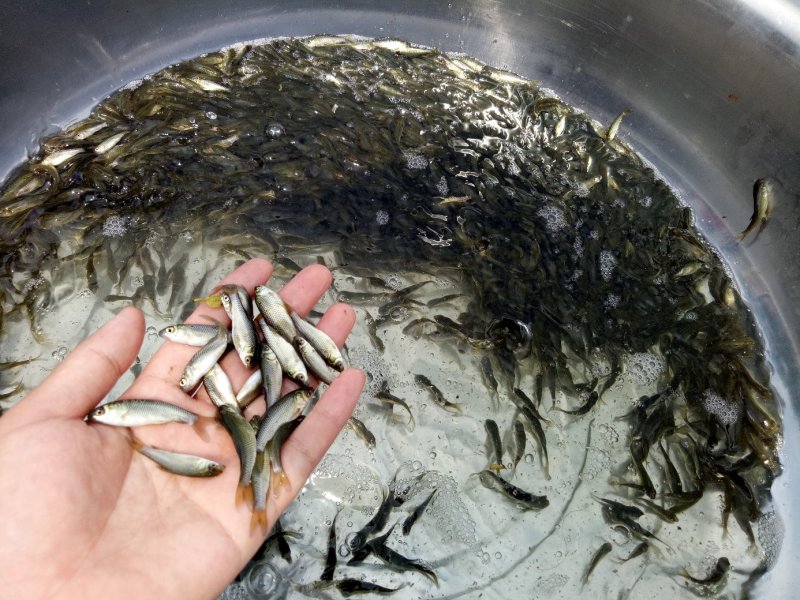 草鱼苗，大小规格匀称，无病无伤，饲料训化，涨势好