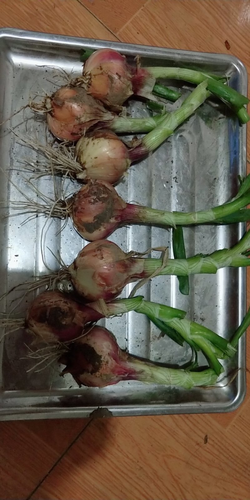 毛葱