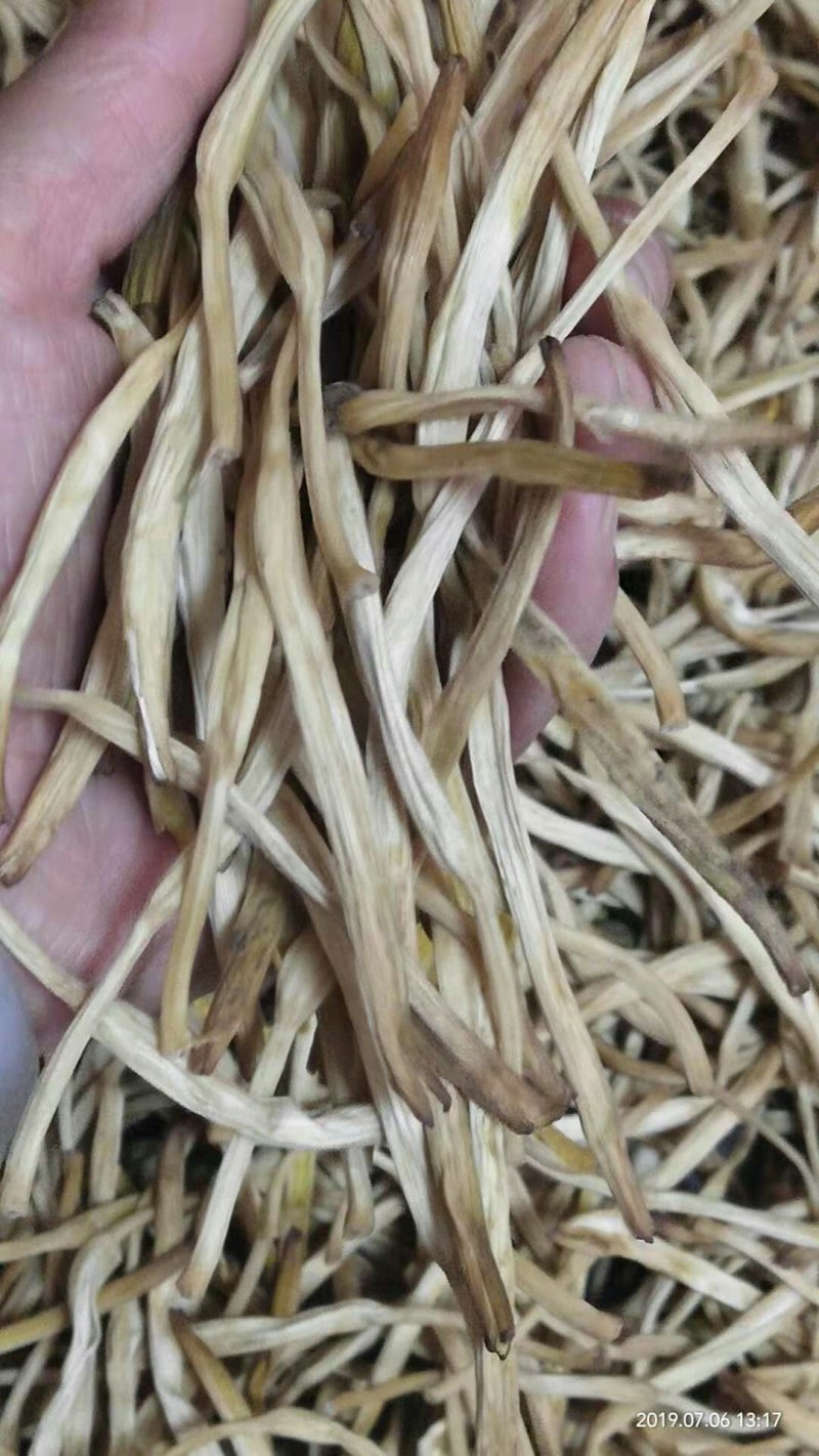 大荔黄花精品大白条