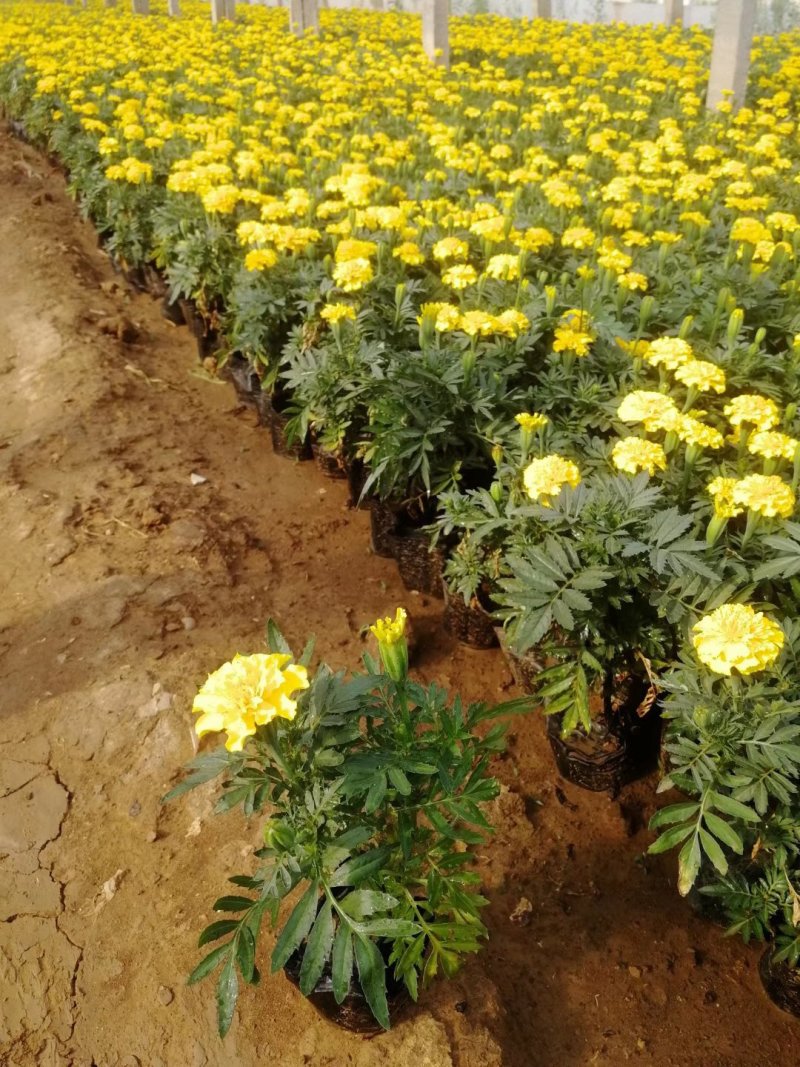 【精品】孔雀草耐寒，基地直发欢迎选购