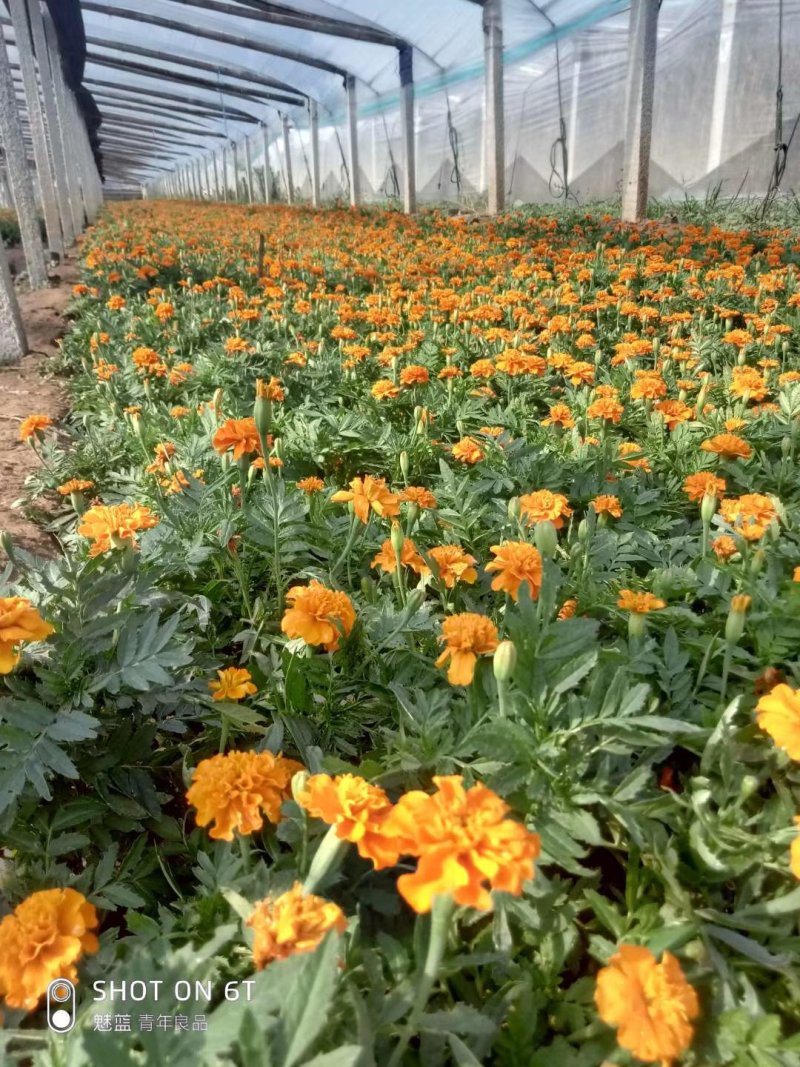 【精品】孔雀草耐寒，基地直发欢迎选购