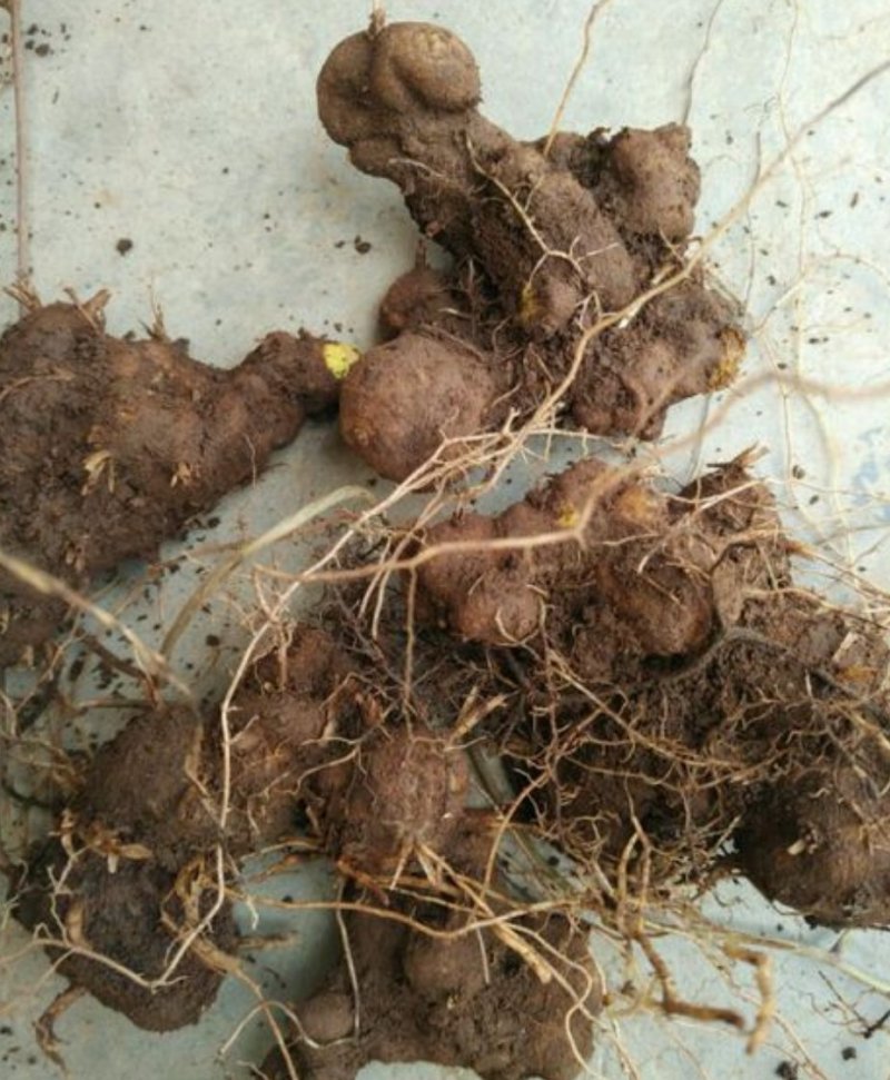 黄姜野生药用食用黄姜大量批
