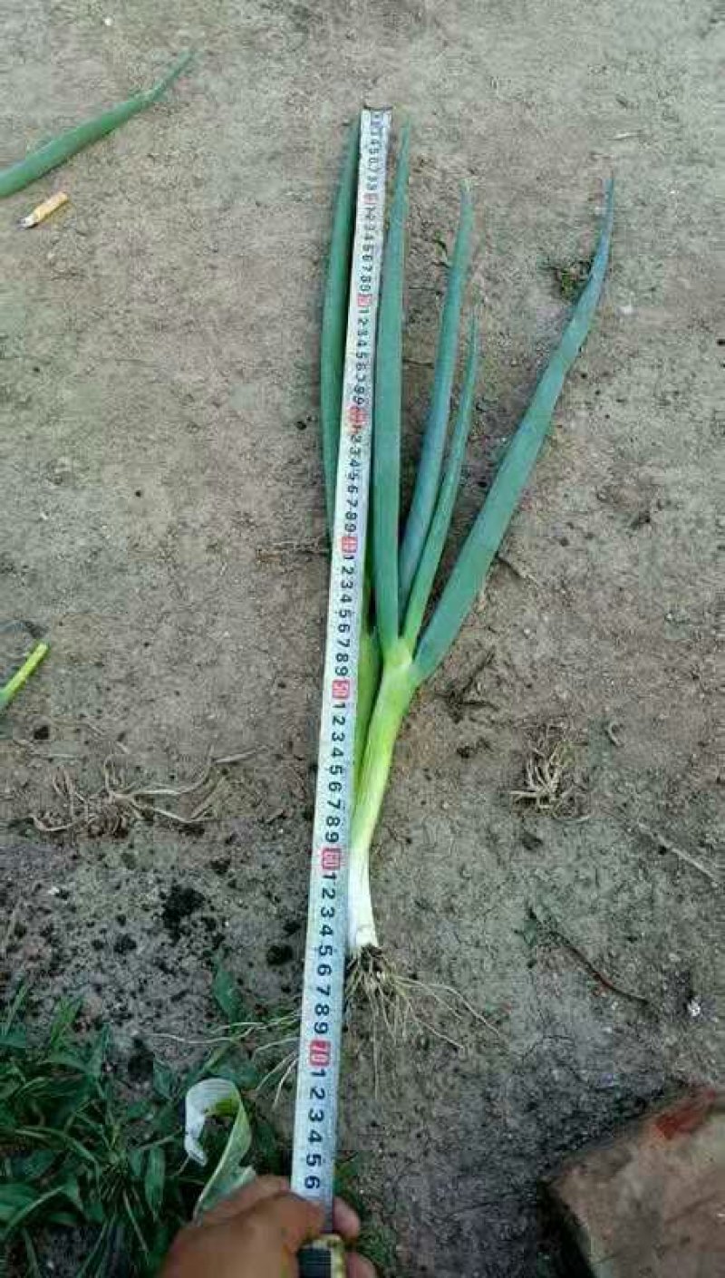 大葱