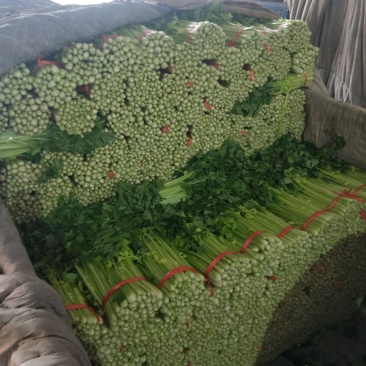 高原夏菜，精品毛芹，产地直销