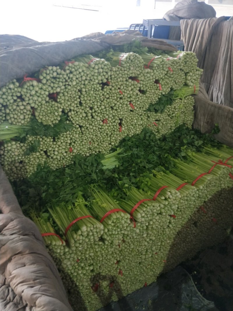 高原夏菜，精品毛芹，产地直销