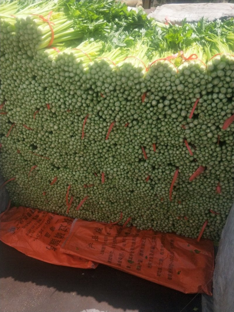 高原夏菜，精品毛芹，产地直销