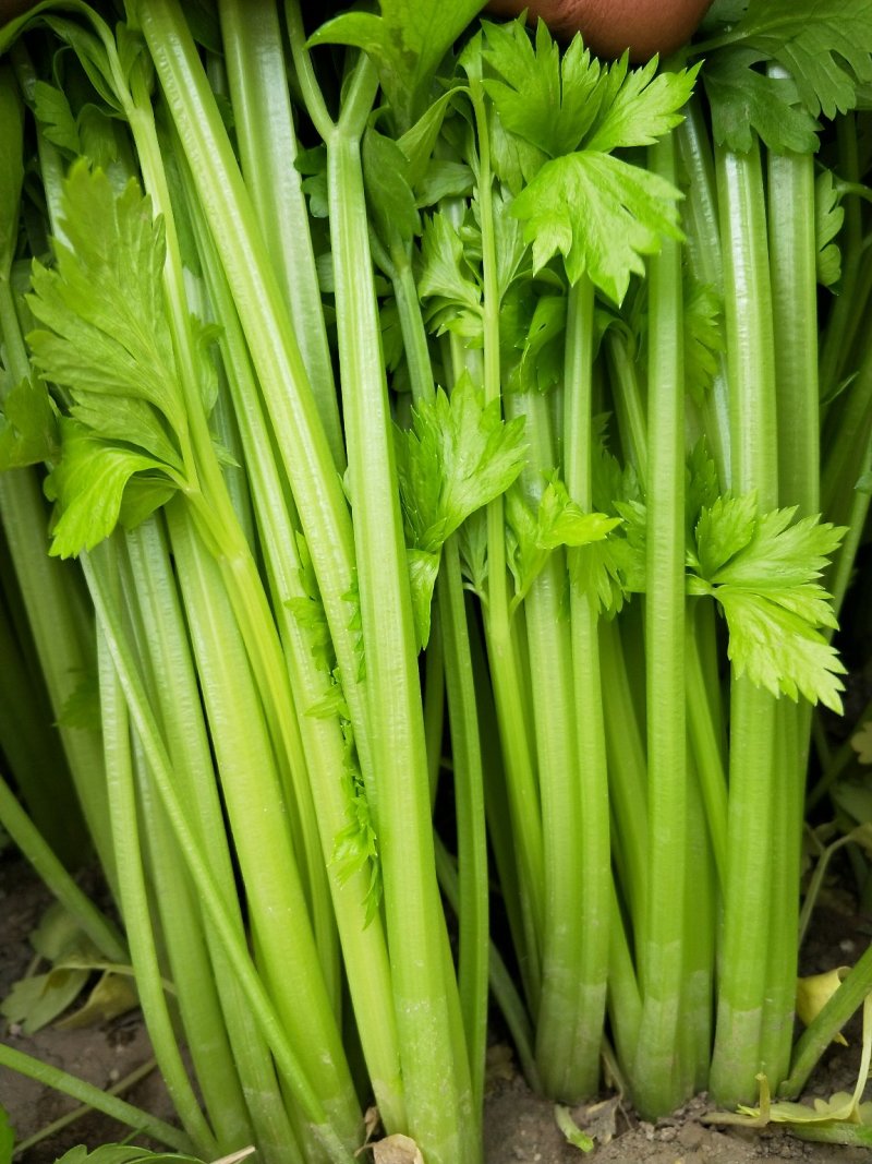 高原夏菜，精品毛芹，产地直销