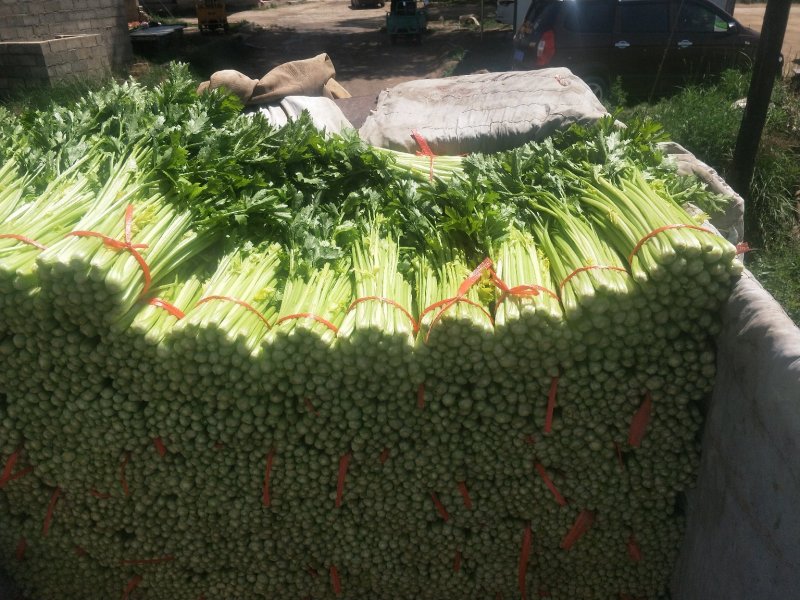 高原夏菜，精品毛芹，产地直销