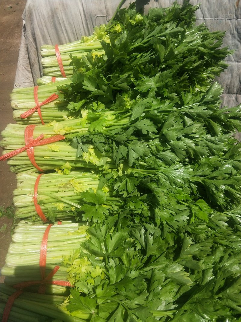 高原夏菜，精品毛芹，产地直销