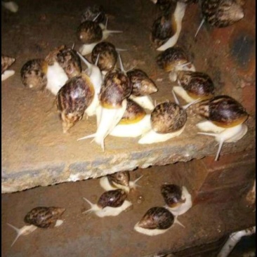 白玉蜗牛