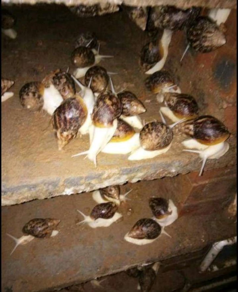 白玉蜗牛