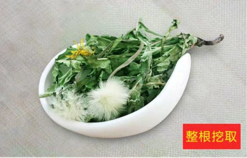 野生蒲公英人工手选无杂整株带根婆婆丁新鲜叶子全草花茶