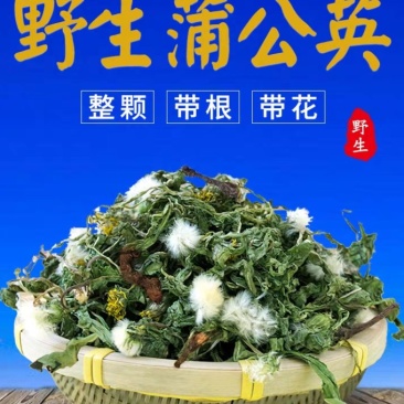 野生蒲公英人工手选无杂整株带根婆婆丁新鲜叶子全草花茶