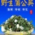野生蒲公英人工手选无杂整株带根婆婆丁新鲜叶子全草花茶