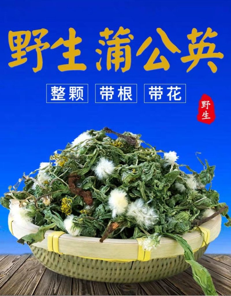 野生蒲公英人工手选无杂整株带根婆婆丁新鲜叶子全草花茶