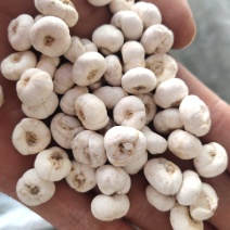 贝母平贝母选0.8的规格关书药业批发中药材
