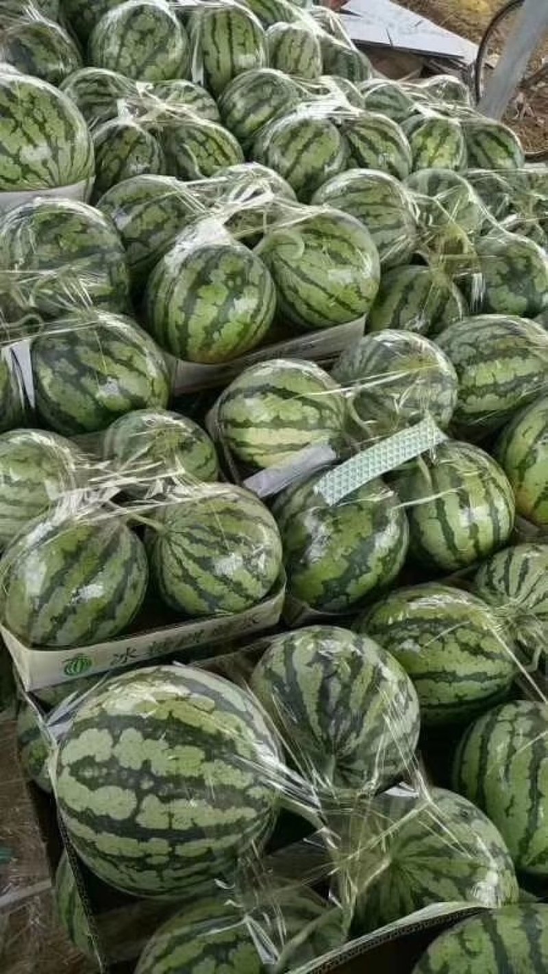 河南精品美都西瓜，品质保证，一手货源，欢迎订购，