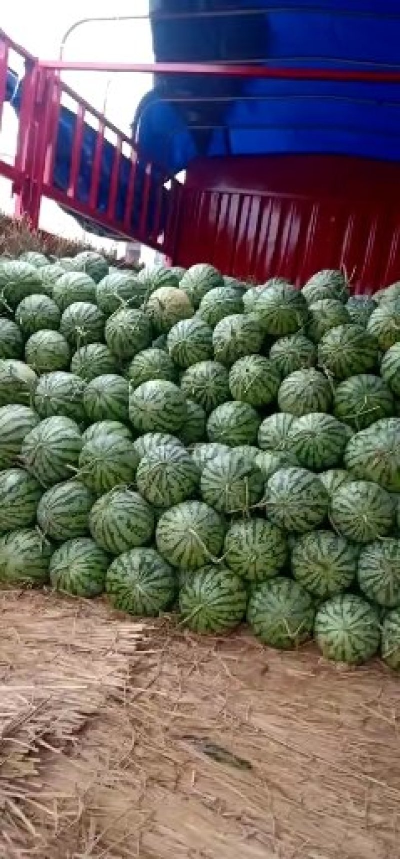 河南精品美都西瓜，品质保证，一手货源，欢迎订购，
